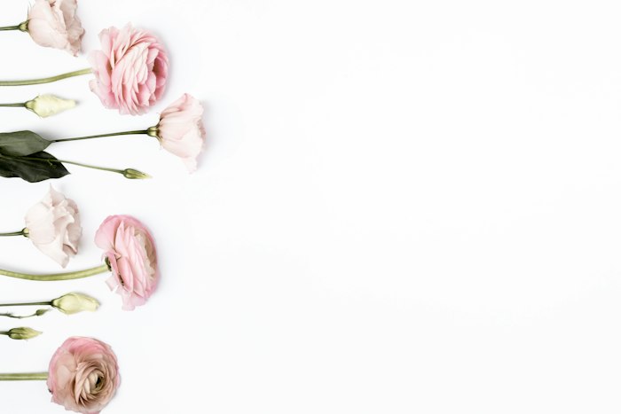 Close view of delicate pink rose colors